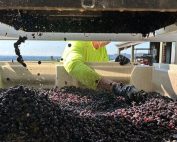 2023 Harvest in the Chehalem Mountains