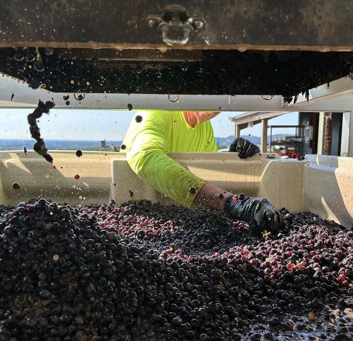 2023 Harvest in the Chehalem Mountains